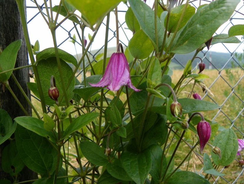 clematis Heather Herschell - Dobarland 2019 3