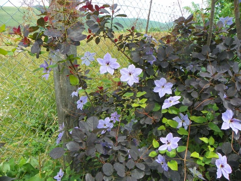 clematis Skyfall - Dobarland 2019 3