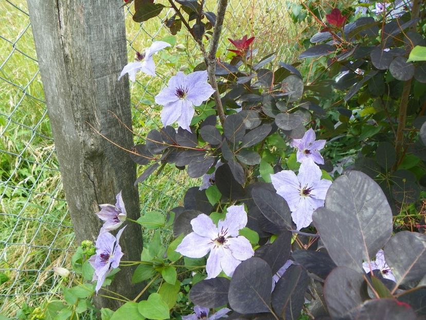 clematis Skyfall - Dobarland 2019 3
