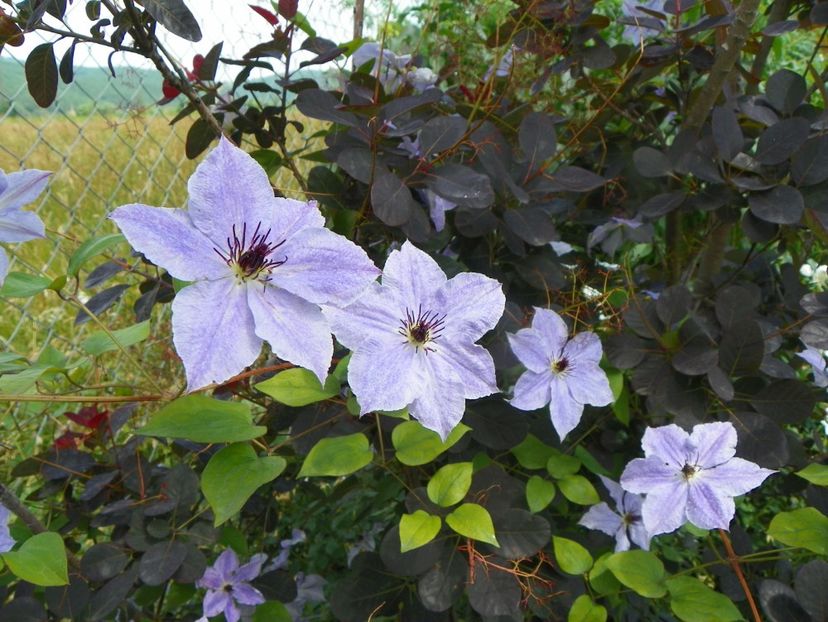 clematis Skyfall - Dobarland 2019 3