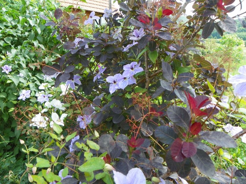 clematis Skyfall - Dobarland 2019 3