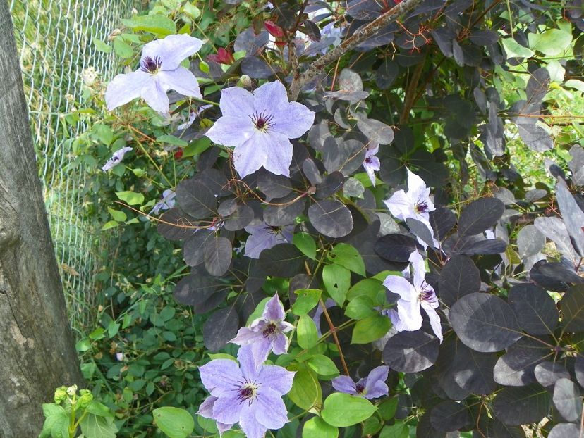 clematis Skyfall - Dobarland 2019 3