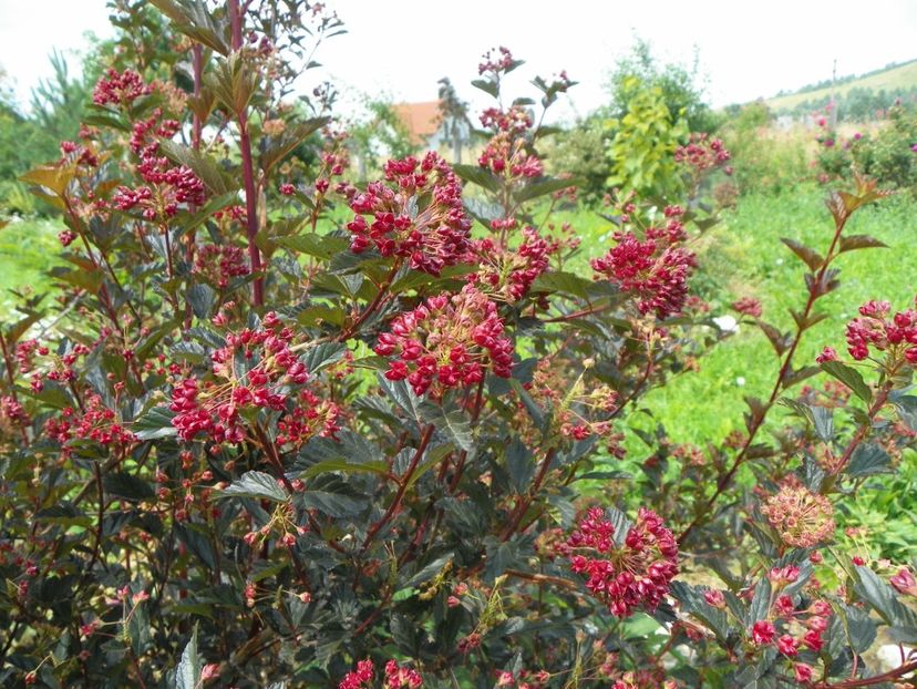 physocarpus Red Baron - Dobarland 2019 3