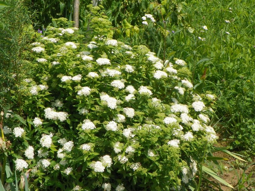 spiraea Albiflora - Dobarland 2019 3