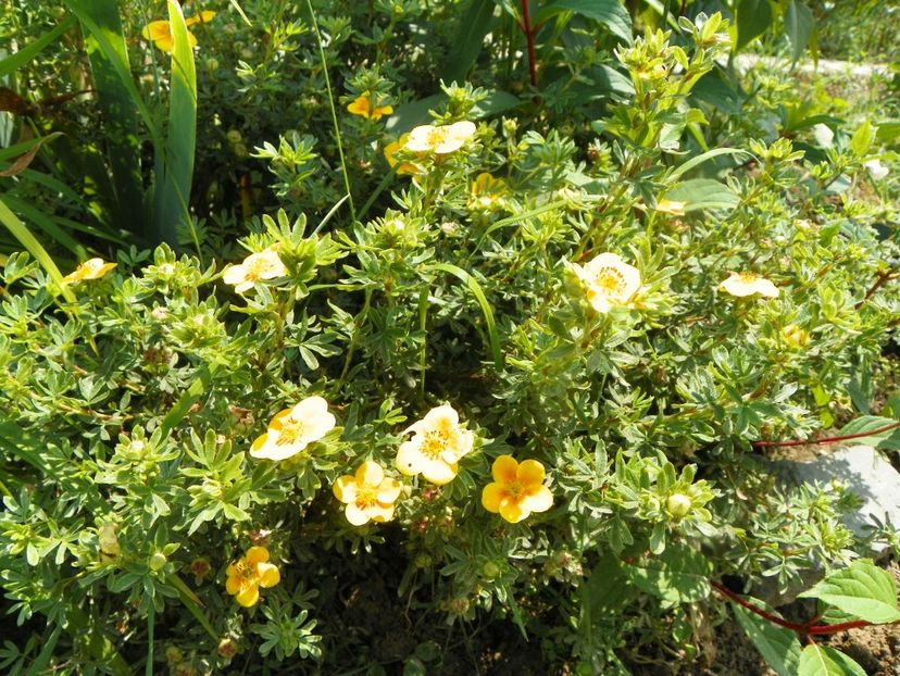 potentilla Mango Tango - Dobarland 2019 3