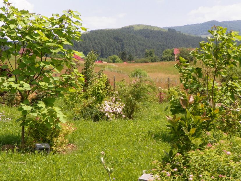 25 iun (490) - Dobarland 2019 3