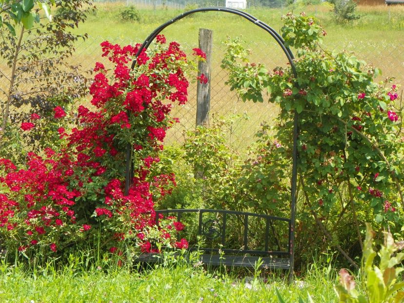 Vif Eclat - Dobarland 2019 3