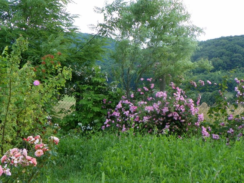 Raubritter - Dobarland 2019 3