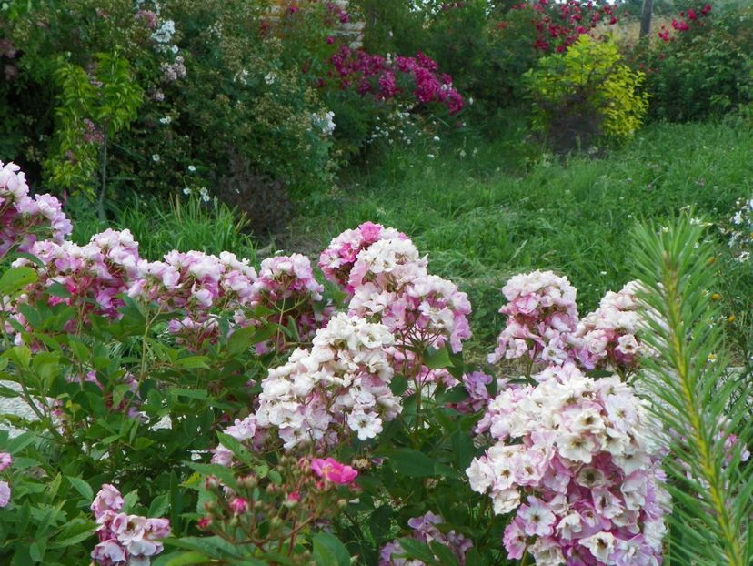 Robin Hood - Dobarland 2019 3