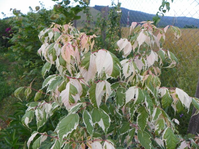 acer negundo Flamingo - Dobarland 2019 3