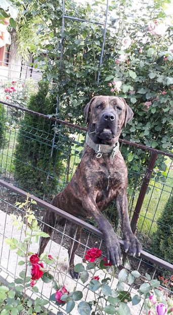  - 1 CATELUSELE NOASTRE