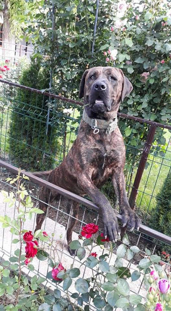  - 1 CATELUSELE NOASTRE