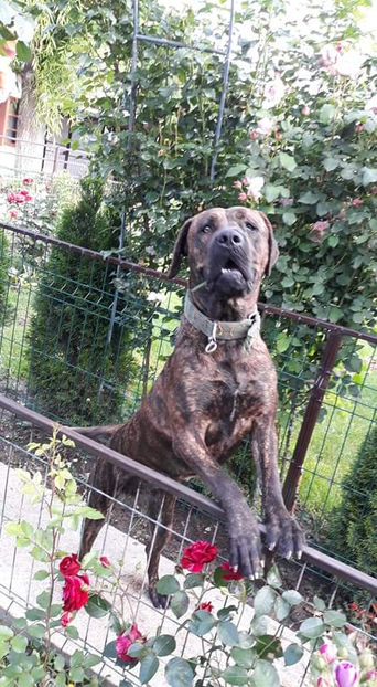  - 1 CATELUSELE NOASTRE