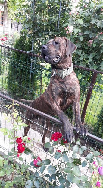  - 1 CATELUSELE NOASTRE