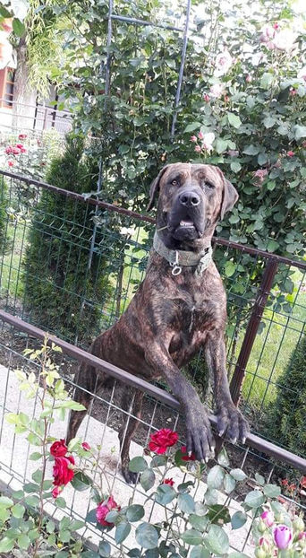  - 1 CATELUSELE NOASTRE