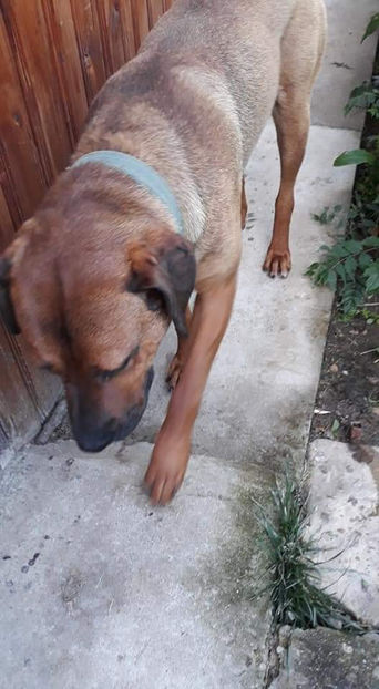  - 1 CATELUSELE NOASTRE