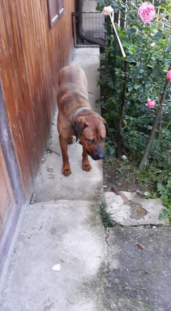  - 1 CATELUSELE NOASTRE