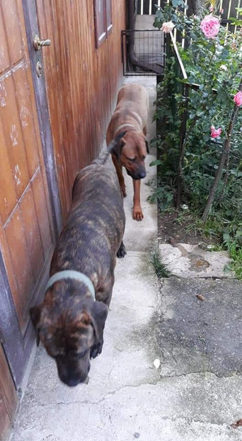  - 1 CATELUSELE NOASTRE