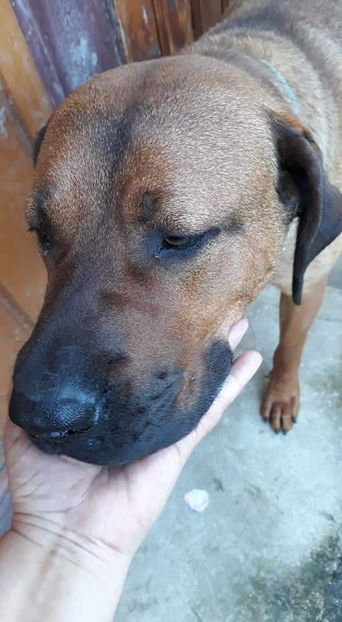  - 1 CATELUSELE NOASTRE