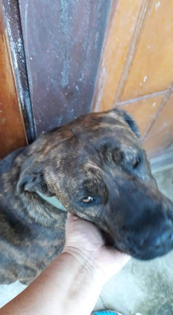  - 1 CATELUSELE NOASTRE