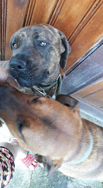  - 1 CATELUSELE NOASTRE