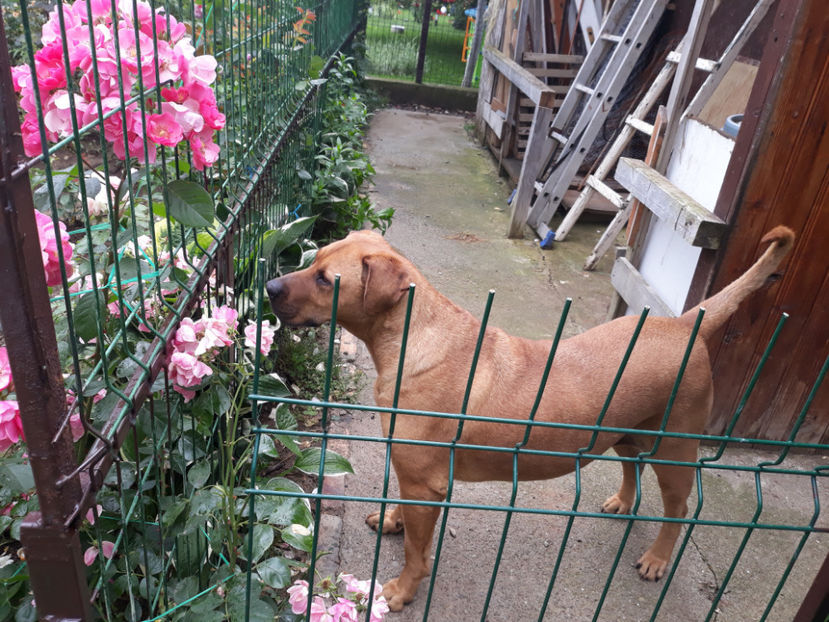  - 1 CATELUSELE NOASTRE