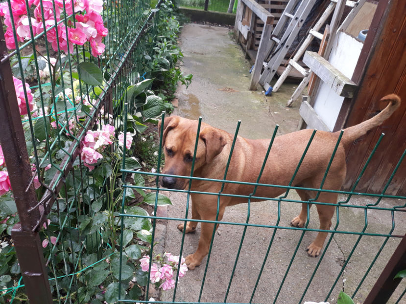  - 1 CATELUSELE NOASTRE