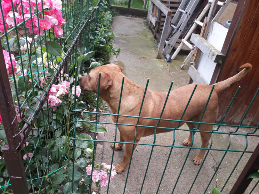  - 1 CATELUSELE NOASTRE