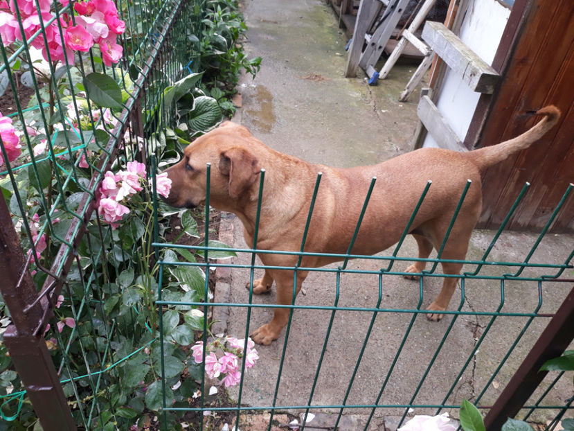  - 1 CATELUSELE NOASTRE