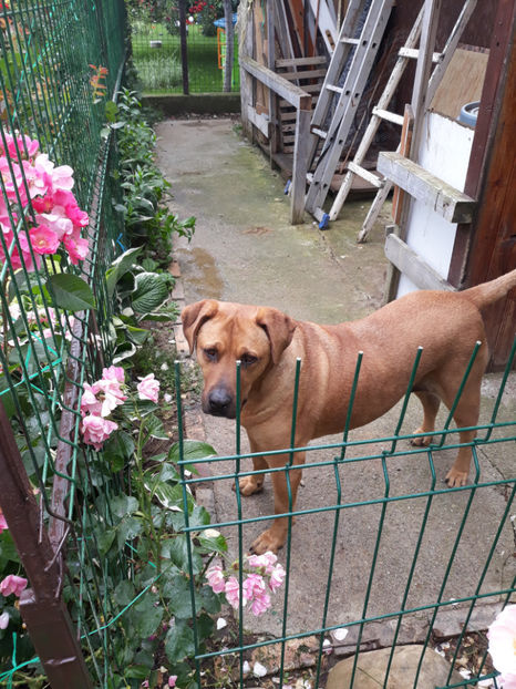  - 1 CATELUSELE NOASTRE