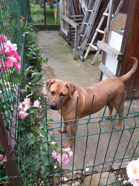  - 1 CATELUSELE NOASTRE