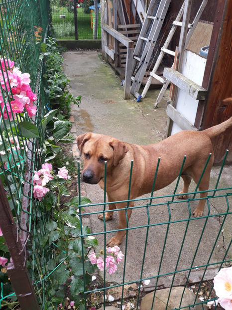  - 1 CATELUSELE NOASTRE