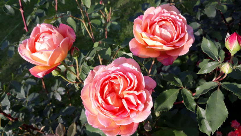  - LADY OF SHALLOT David Austin 3