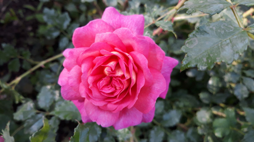  - CHRISTOPHER MARLOWE David Austin 3