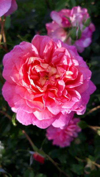  - CHRISTOPHER MARLOWE David Austin 3