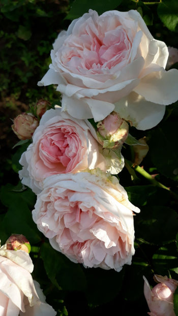  - ST SWITHUN David Austin 3