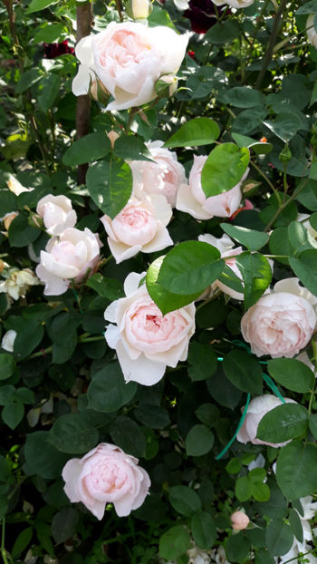  - GENTLE HERMIONE David Austin 3