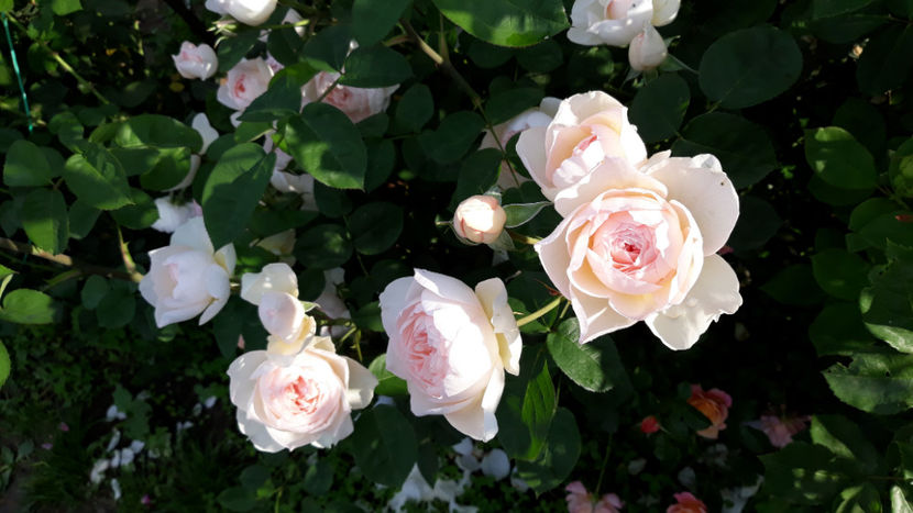  - GENTLE HERMIONE David Austin 3