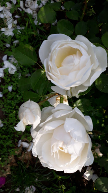  - GLAMIS CASTLE David Austin 3