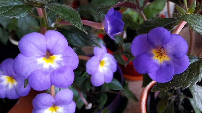 RFs Sascha Kronick si RFs Luzita - 10 Achimenes 2019