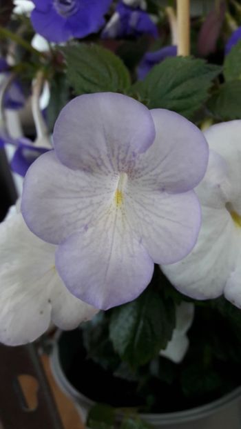 - 10 Achimenes 2019