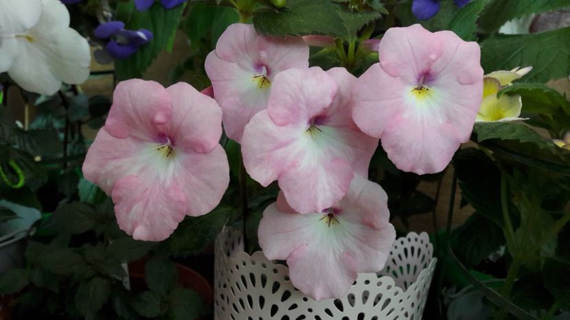  - 10 Achimenes 2019
