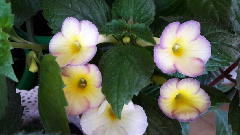 Honey Queen - 10 Achimenes 2019