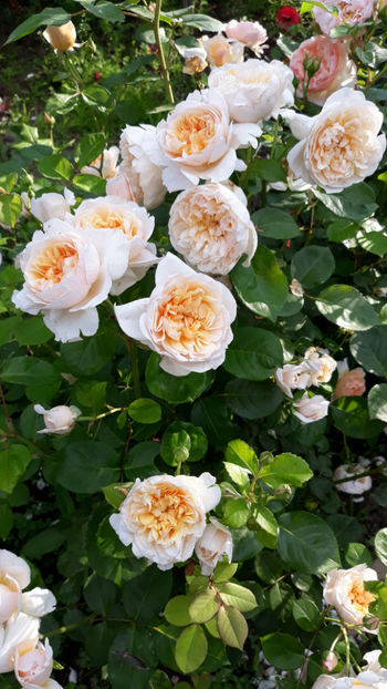  - JAYNE AUSTIN David Austin 3