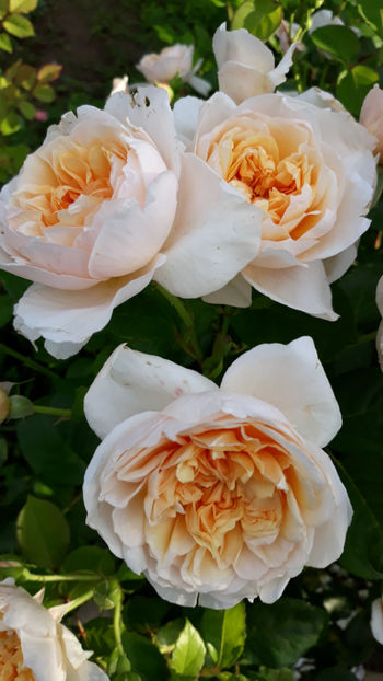  - JAYNE AUSTIN David Austin 3
