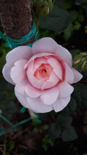  - QUEEN OF SWEEDEN David Austin 3