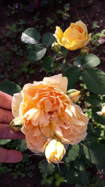  - MOLINEUX David Austin 3