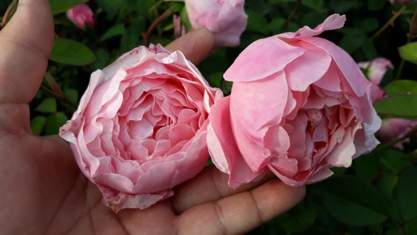  - THE ALNWICK ROSE David Austin 3