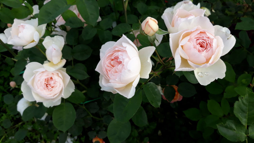  - GENTLE HERMIONE David Austin 3