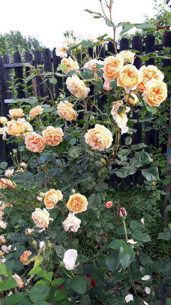  - CROWN PRINCESS MARGARETH David Austin 3